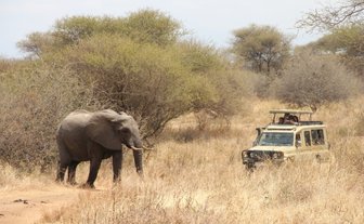 Ein Elefant wandert durch die trockene Savanne, während ein Geländewagen mit Touristen in der Nähe steht.