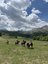 Ausritt bei wunderbaren Wetter durch die Natur - Montenegro for family - Montenegro mit Kindern
