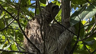 Ein Faultier sitzt entspannt in einem Baum, umgeben von dichtem, grünem Laub und schafft eine ruhige Atmosphäre.