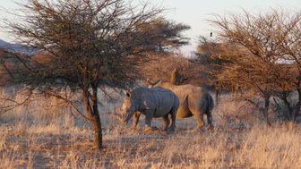 Zwei Nashörner stehen ruhig nebeneinander und grasen - Namibia mit Kindern
