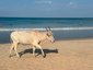 Kühe am Strand - Sri Lanka for family Summer - Sri Lanka mit Kindern im Sommer