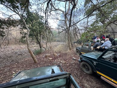 Eine Gruppe von Touristen sitzt in offenen Geländewagen, umgeben von Bäumen im Ranthambore Nationalpark.