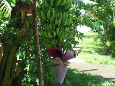 Bananenpflanze mit großen Blättern am Wegesrand – Nicaragua Reise mit Kindern