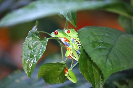 Zwei Frösche mit roten Augen sitzen auf grünem Blatt – Costa Rica Familienreise
