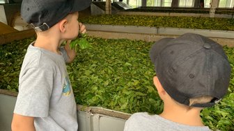 Kinder stehen interessiert in einer Teefabrik in Nuwara Eliya – Sri Lanka Reise mit Kindern