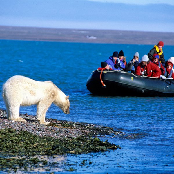 Ein neugieriger Eisbär steht am Ufer und beobachtet ein Boot mit Touristen, die ihn fasziniert anstarren.