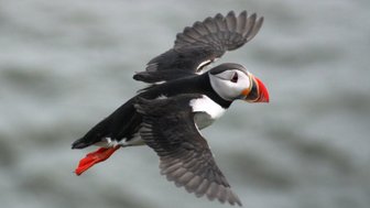 Ein Papageitaucher fliegt majestätisch über das Wasser, seine bunten Federn und der markante Schnabel sind gut sichtbar.