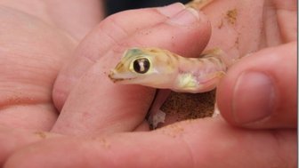 Ein kleiner Gecko sitzt auf einer Hand - Namibia Urlaub mit Kindern