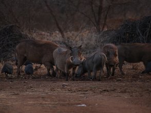 Eine Gruppe Warzenschweine im Makutsi Game Reserve – Südafrika Reise mit Kindern