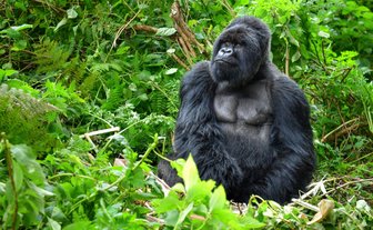 Ein majestätischer Gorilla sitzt inmitten üppiger, grüner Vegetation und blickt nachdenklich in die Ferne.