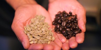 In beiden Händen liegen trockene, hellgrüne Kaffeebohnen und röstbare, dunkle Kaffeebohnen, die zur Herstellung von Kaffee dienen.