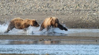 Zwei Grizzlybären rennen durch das Wasser, während sie spritzendes Wasser um sich herum aufwirbeln.