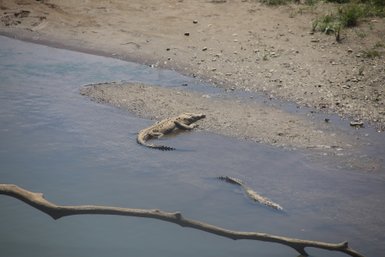 Krokodil ruht auf trockenem Boden am Flussufer – Costa Rica mit Kindern