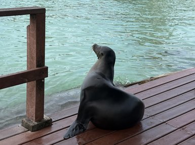 Ein Seehund sitzt entspannt auf einem Holzsteg und blickt auf das ruhige, grüne Wasser des Gewässers.