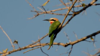 Farbiger Singvogel sitzt zwischen grünen Blättern auf einem Ast – Südafrika mit Kindern