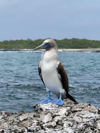 Ein Blaufußtölpel steht majestätisch auf einem Felsen, umgeben von klarem Wasser und einer grünen Küstenlandschaft.