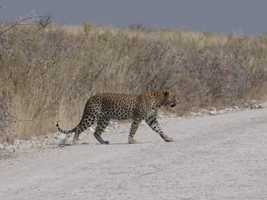 Ein Leopard überquert gemütlich eine staubige Straße - Namibia Rundreise mit Kindern