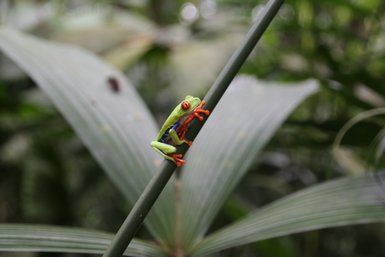 Kleiner bunter Frosch im EcoCentro Danaus in Alajuela – Costa Rica Familienreise