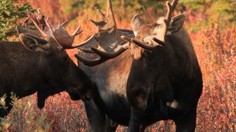 Zwei Elche stehen sich in einer bunten Herbstlandschaft gegenüber, umgeben von leuchtend roten und orangefarbenen Pflanzen.