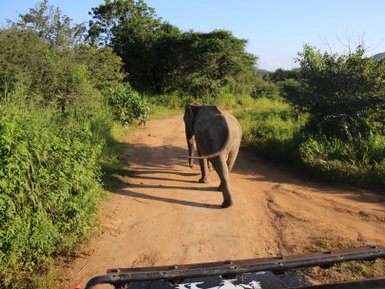 Elefant läuft vor einem Jeep im Minneriya Nationalpark durch die grüne Natur – Sri Lanka Reise mit Kindern