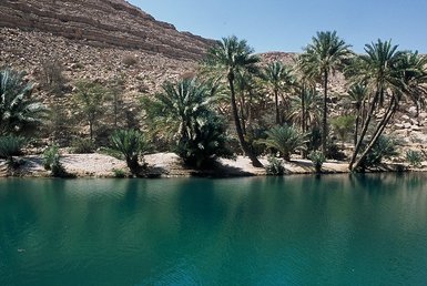 Blick auf Palmen und klares Wasser im Wadi Bani Khalid im Oman – Oman Familienreise