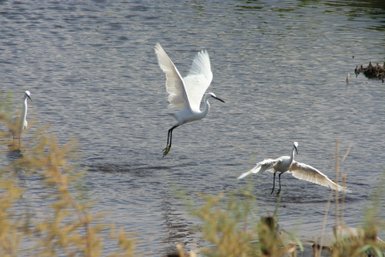 Vögel in Azraq - Jordanien Familienurlaub