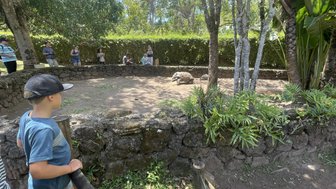 Ein Junge beobachtet neugierig zwei Riesenschildkröten in einem Gehege, umgeben von einer grünen, sonnigen Landschaft.