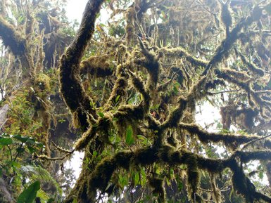 Ein einzigartiger Baum im mystischen Nebelwald von Monteverde – Costa Rica Familienreise