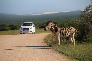 Zebra steht nahe eines Safari-Autos im Addo Nationalpark – Garden Route mit Kindern