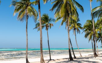 Eine malerische Strandlandschaft mit hohen Palmen, die sanft im Wind wiegen, vor einem klaren blauen Himmel.