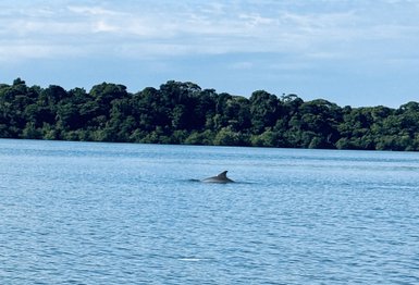 Ein Delfin taucht in ruhigen, blauen Gewässern auf, während grüne Bäume am Ufer sichtbar sind.