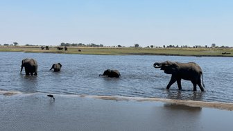 Eine Gruppe von Elefanten watet durch das Wasser, während ein einzelner Vogel am Ufer nach Nahrung sucht.