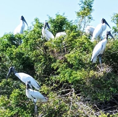 Gruppe von Waldstörchen in der Lagune Catazajá – Mexiko Familienreise