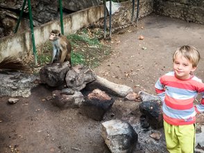 Kleinkind begegnet einem freilebenden Affen aus nächster Nähe – Sri Lanka Familienreise