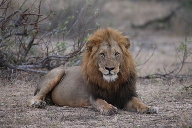 Ein Löwe sitzt in der trockenen Savanne des Kruger Nationalparks – Südafrika Reise mit Kindern