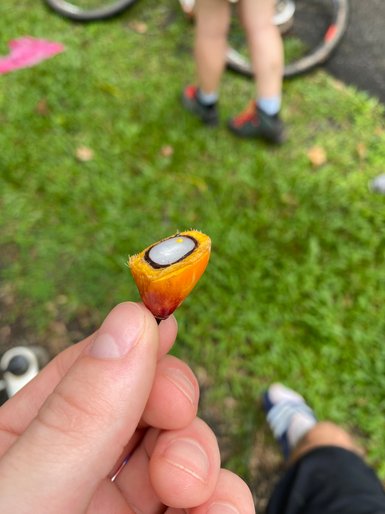  Reife Palmölsamen in der Umgebung von Malakka – Malaysia & Borneo Familienreise