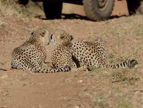 Zwei Leoparden ruhen nebeneinander in der Savanne von Makutsi – Südafrika Reise mit Kindern