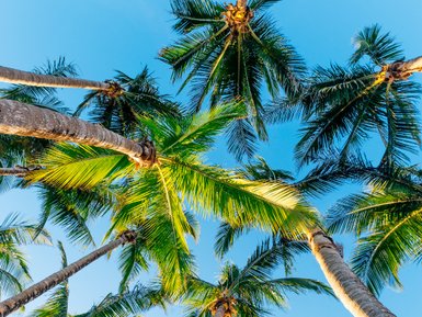 Eine Gruppe von hohen Palmen ragt gegen den klaren blauen Himmel, ihre grünen Blätter leuchten in der Sonne.
