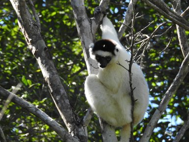Ein Sifaka hängt an einem Baumast, umgeben von üppigem grünem Laub, mit einem neugierigen Blick auf die Umgebung.