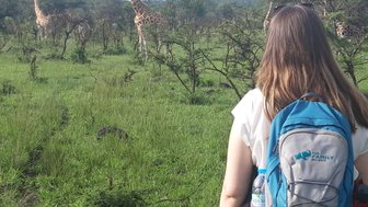 Eine Person mit einem Rucksack beobachtet mehrere Giraffen in der grünen Landschaft des Mburo-Nationalparks.