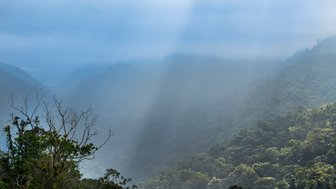 Dichte, grüne Wälder erstrecken sich über sanfte Hügel, während sanfte Lichtstrahlen durch den Nebel brechen.