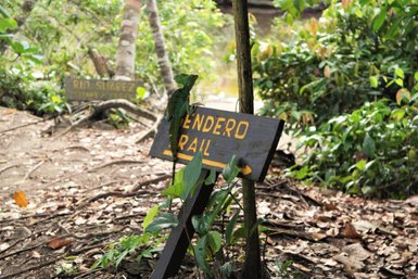 Wanderweg Tendero Trail durch den üppigen Regenwald im Cahuita Nationalpark – Costa Rica Familienreise