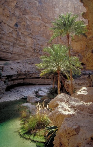 Blick auf Palmen, Berge und Wasser im Wadi Shab – Oman Familienreise