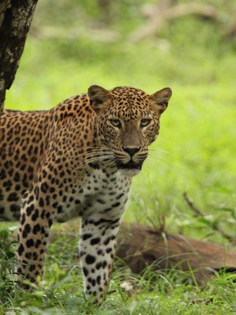 Ein Leopard durchstreift wachsam die Graslandschaft – Sri Lanka Reise mit Kindern