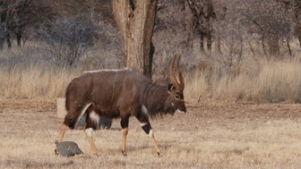 Ein Kudu läuft gemütlich über eine Wiese - Namibia mit Jugendlichen