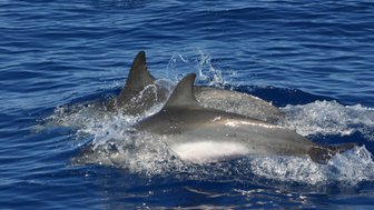 Paar Delfine im klaren Wasser bei Bocas del Toro – Costa Rica Familienreise