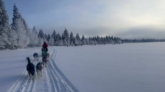Ein Hundeschlitten zieht durch eine verschneite Landschaft, während ein Fahrer in roter Kleidung die Zügel hält.