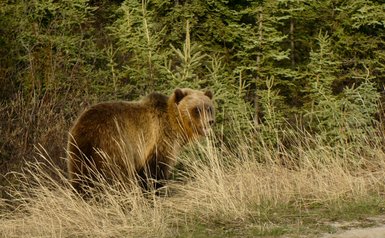 Ein Grizzlybär steht in hohem Gras, umgeben von dichten, grünen Bäumen, während er aufmerksam in die Umgebung schaut.