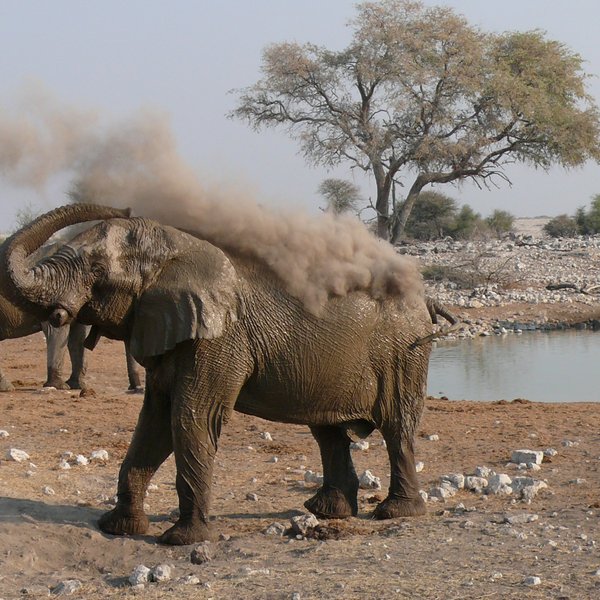 Elefant am Wasserloch im Etosha Nationalpark - Namibia Safari mit Kindern
