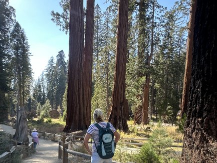Eine Person mit einem Rucksack steht auf einem Wanderweg zwischen hohen Mammutbäumen im Yosemite-Nationalpark.